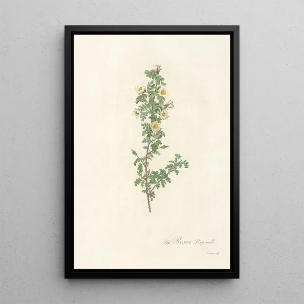 Rosa Pimpinellifolia Pumila - Pierre Joseph Redouté — inramlat konstverk på väggen