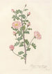 Rosa Pimpinellifolia Rubra - Pierre Joseph Redouté — vy av konstverket
