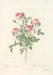 Rosa Pomponia - Pierre Joseph Redouté — vy av konstverket