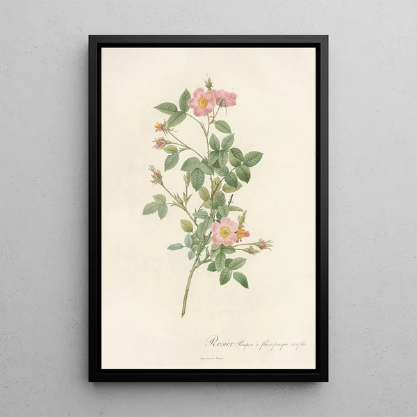 Rosa Pomponia Flore Subsimplici - Pierre Joseph Redouté — inramlat konstverk på väggen