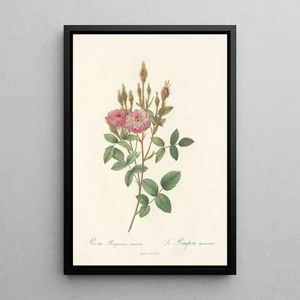 Rosa Pomponiana Muscosa - Pierre Joseph Redouté — inramlat konstverk på väggen