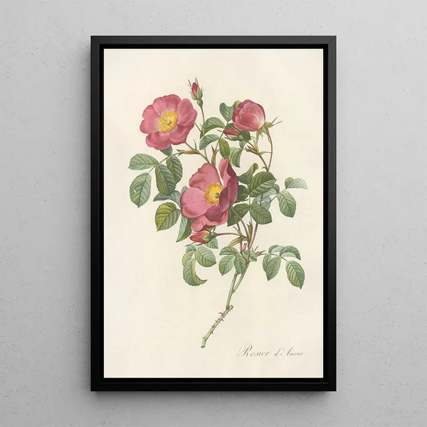 Rosa Pumila - Pierre Joseph Redouté — inramlat konstverk på väggen