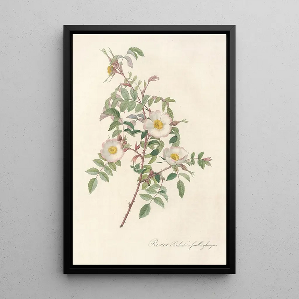 Rosa Redutea Glauca - Pierre Joseph Redouté — inramlat konstverk på väggen