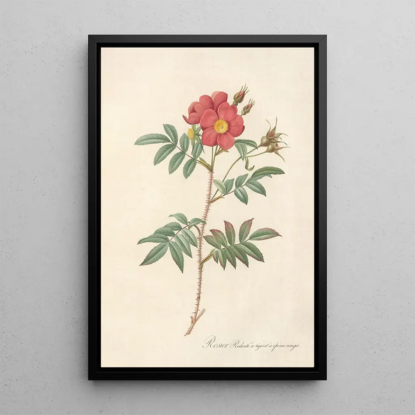 Rosa Redutea Rubescens - Pierre Joseph Redouté — inramlat konstverk på väggen