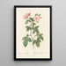 Rosa Rubifolia - Pierre Joseph Redouté — inramlat konstverk på väggen