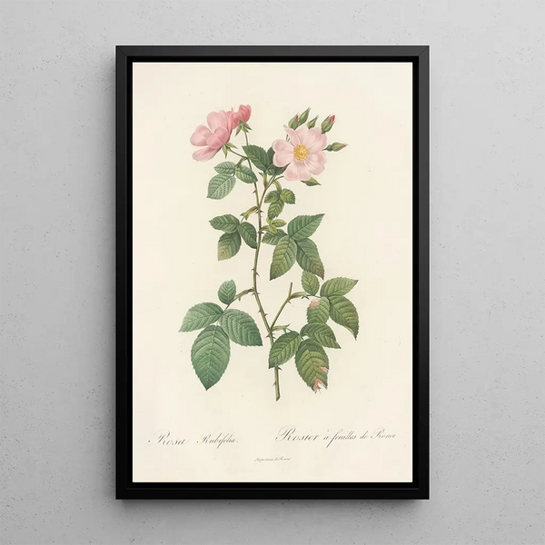 Rosa Rubifolia - Pierre Joseph Redouté — inramlat konstverk på väggen