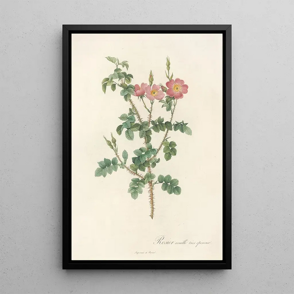 Rosa Rubiginosa Aculeatissima - Pierre Joseph Redouté — inramlat konstverk på väggen
