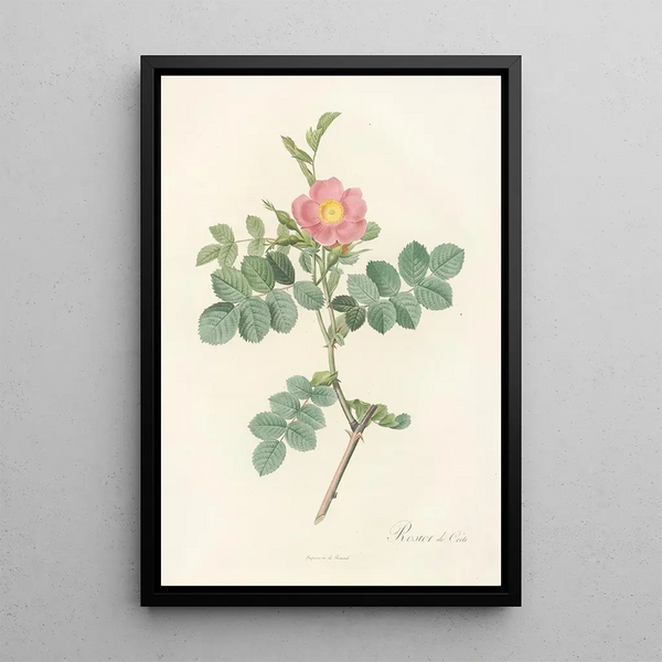 Rosa Rubiginosa Cretica - Pierre Joseph Redouté — inramlat konstverk på väggen
