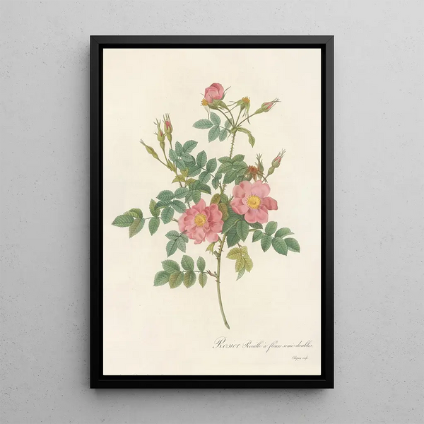 Rosa Rubiginosa Flore SemiPleno - Pierre Joseph Redouté — inramlat konstverk på väggen