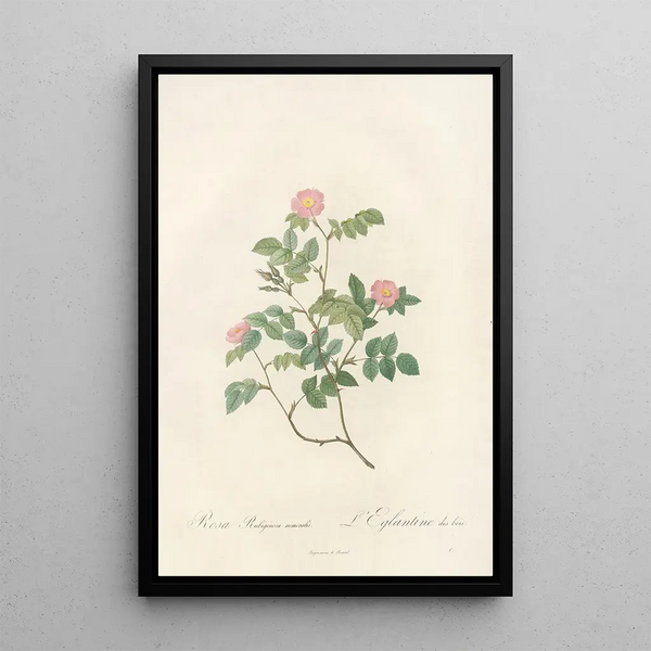 Rosa Rubiginosa Nemoralis - Pierre Joseph Redouté — inramlat konstverk på väggen