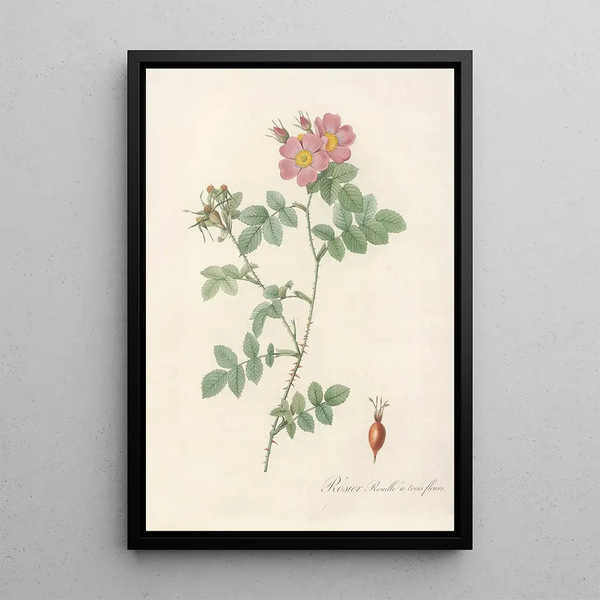 Rosa Rubiginosa Triflora - Pierre Joseph Redouté — inramlat konstverk på väggen