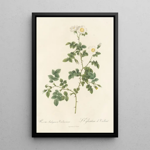 Rosa Rubiginosa Vaillantiana - Pierre Joseph Redouté — inramlat konstverk på väggen