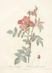 Rosa Rubrifolia - Pierre Joseph Redouté — vy av konstverket