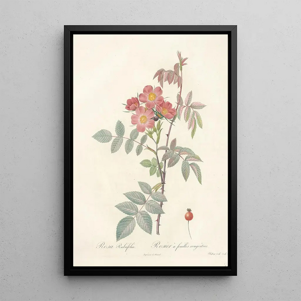 Rosa Rubrifolia - Pierre Joseph Redouté — inramlat konstverk på väggen