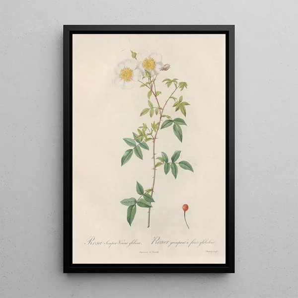 Rosa SemperVirens Globosa - Pierre Joseph Redouté — inramlat konstverk på väggen