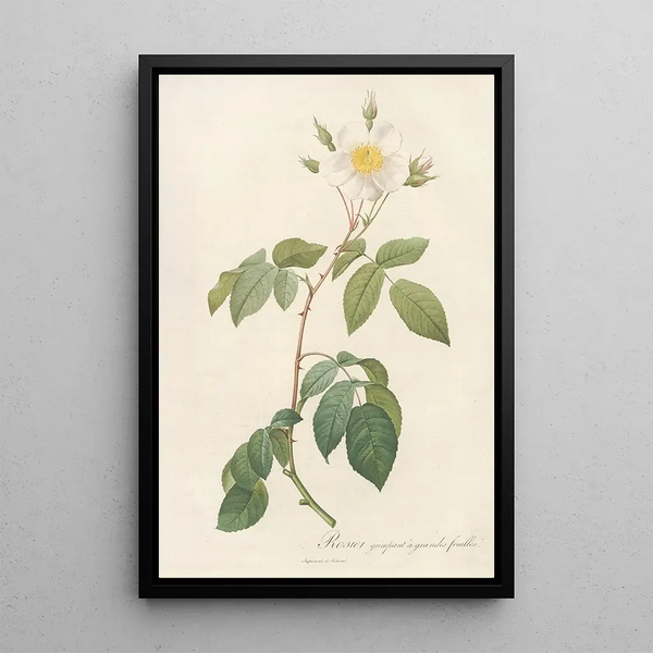 Rosa Sempervirens Latifolia - Pierre Joseph Redouté — inramlat konstverk på väggen