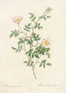 Rosa Sepium Rosea - Pierre Joseph Redouté — vy av konstverket