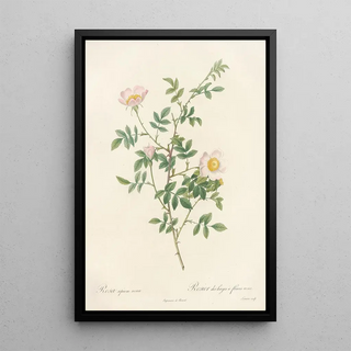 Pierre Joseph Redout - Rosa Sepium Rosea.webp