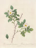 Rosa spinulifolia dematratiana - Pierre Joseph Redouté — vy av konstverket
