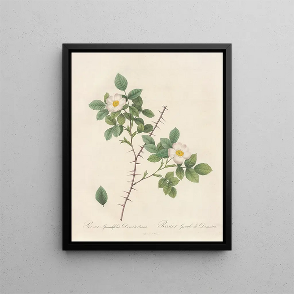 Pierre Joseph Redout - Rosa Spinulifolia Dematratiana.webp