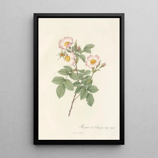 Rosa Stylosa - Pierre Joseph Redouté — inramlat konstverk på väggen