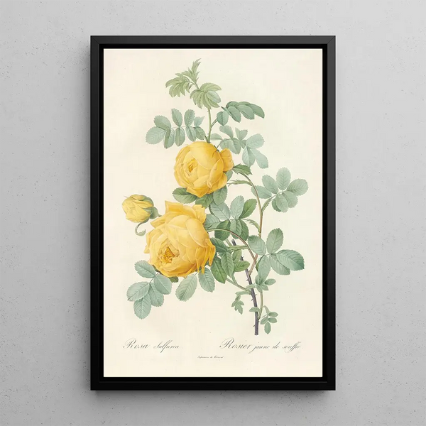 Rosa Sulfurea - Pierre Joseph Redouté — inramlat konstverk på väggen