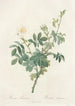 Rosa Tomentosa - Pierre Joseph Redouté — vy av konstverket