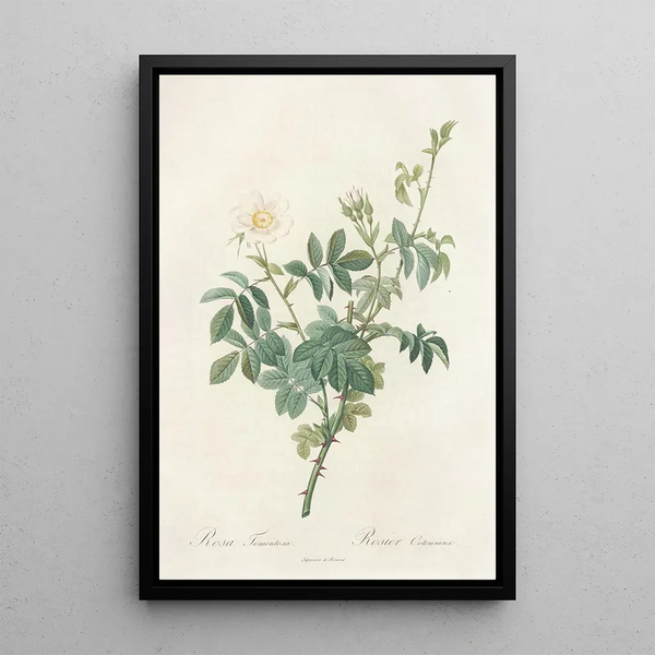 Rosa Tomentosa - Pierre Joseph Redouté — inramlat konstverk på väggen