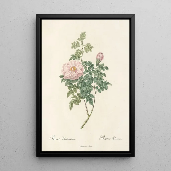 Rosa Ventenatiana - Pierre Joseph Redouté — inramlat konstverk på väggen