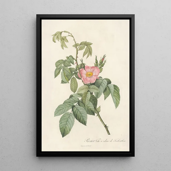 Rosa Villosa Therebenthina - Pierre Joseph Redouté — inramlat konstverk på väggen