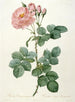 Rosier Aurore Poniatowska de La Couronne Des Roses - Pierre Joseph Redouté — vy av konstverket