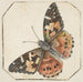 Papillon de chardon Vanessa cardui - Pieter Barbiers — vy av konstverket