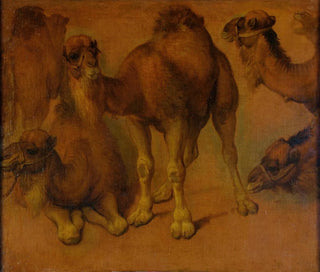 Pieter Boel - Dromadaires et ttes de dromadaires.webp