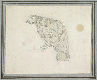 Pieter Casteels III - Papegaai.webp