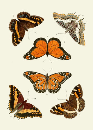 Pieter Cramer - De uitlandsche kapellen voorkomende in de drie waerelddeelen Asia Africa en America pl03.webp