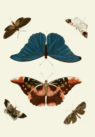 Pieter Cramer - De uitlandsche kapellen voorkomende in de drie waerelddeelen Asia Africa en America pl15.webp