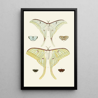 Pieter Cramer - De uitlandsche kapellen voorkomende in de drie waerelddeelen Asia Africa en America pl31.webp