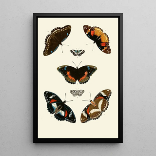 Pieter Cramer - De uitlandsche kapellen voorkomende in de drie waerelddeelen Asia Africa en America pl67.webp