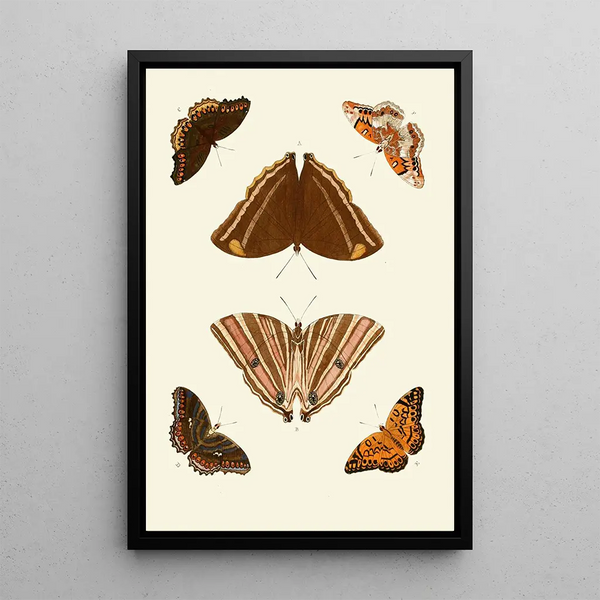 Les papillons exotiques des trois continents Asie Afrique et Amérique pl69 - Pieter Cramer — inramlat konstverk på väggen