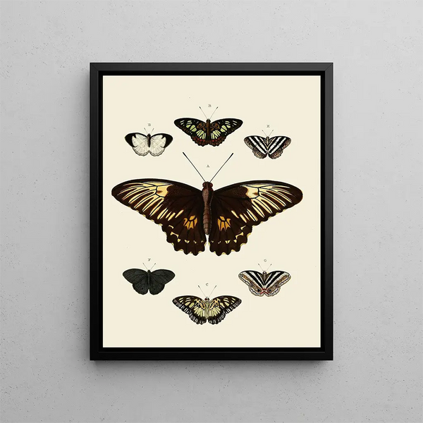 Pieter Cramer - Foreign butterflies occurring in the three continents Asia Africa and America Pl002.webp