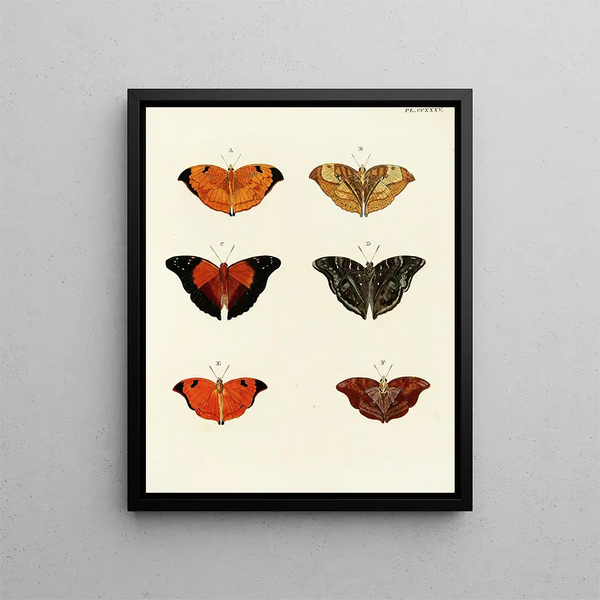 Pieter Cramer - Foreign butterflies occurring in the three continents Asia Africa and America Pl042.webp
