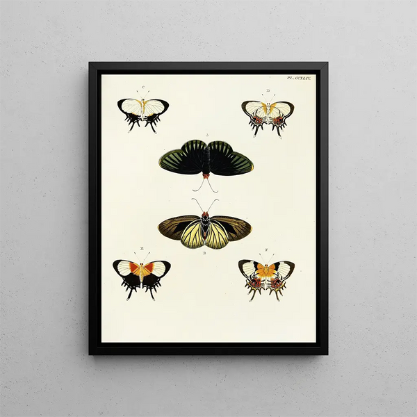 Pieter Cramer - Foreign butterflies occurring in the three continents Asia Africa and America Pl051.webp