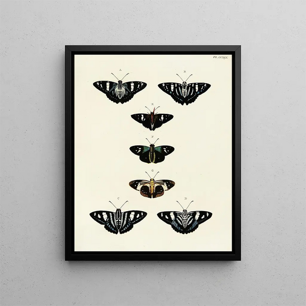 Pieter Cramer - Foreign butterflies occurring in the three continents Asia Africa and America Pl052.webp