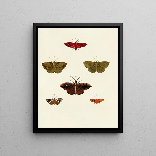 Pieter Cramer - Foreign butterflies occurring in the three continents Asia Africa and America Pl059.webp