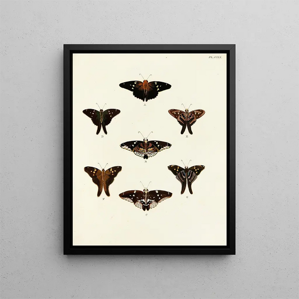 Pieter Cramer - Foreign butterflies occurring in the three continents Asia Africa and America Pl067.webp