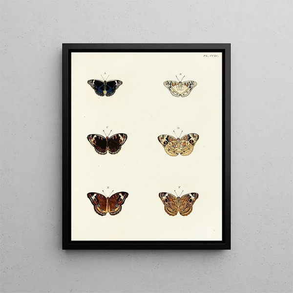 Pieter Cramer - Foreign butterflies occurring in the three continents Asia Africa and America Pl097.webp