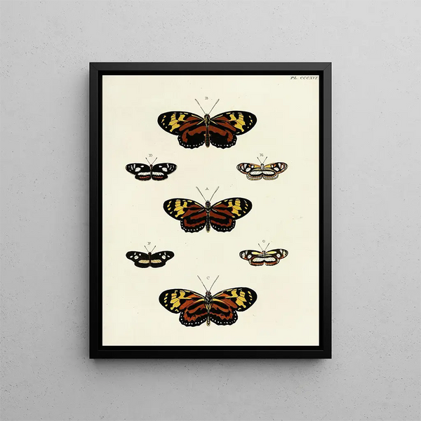 Pieter Cramer - Foreign butterflies occurring in the three continents Asia Africa and America Pl122.webp