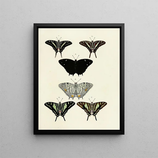 Pieter Cramer - Foreign butterflies occurring in the three continents Asia Africa and America Pl123.webp