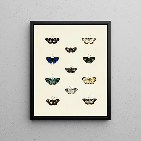Pieter Cramer - Foreign butterflies occurring in the three continents Asia Africa and America Pl140.webp
