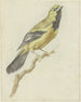 Loriot jaune Icterus nigrogularis - Pieter Gevers — vy av konstverket